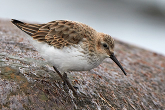 Kärrsnäppa / Dunlin 