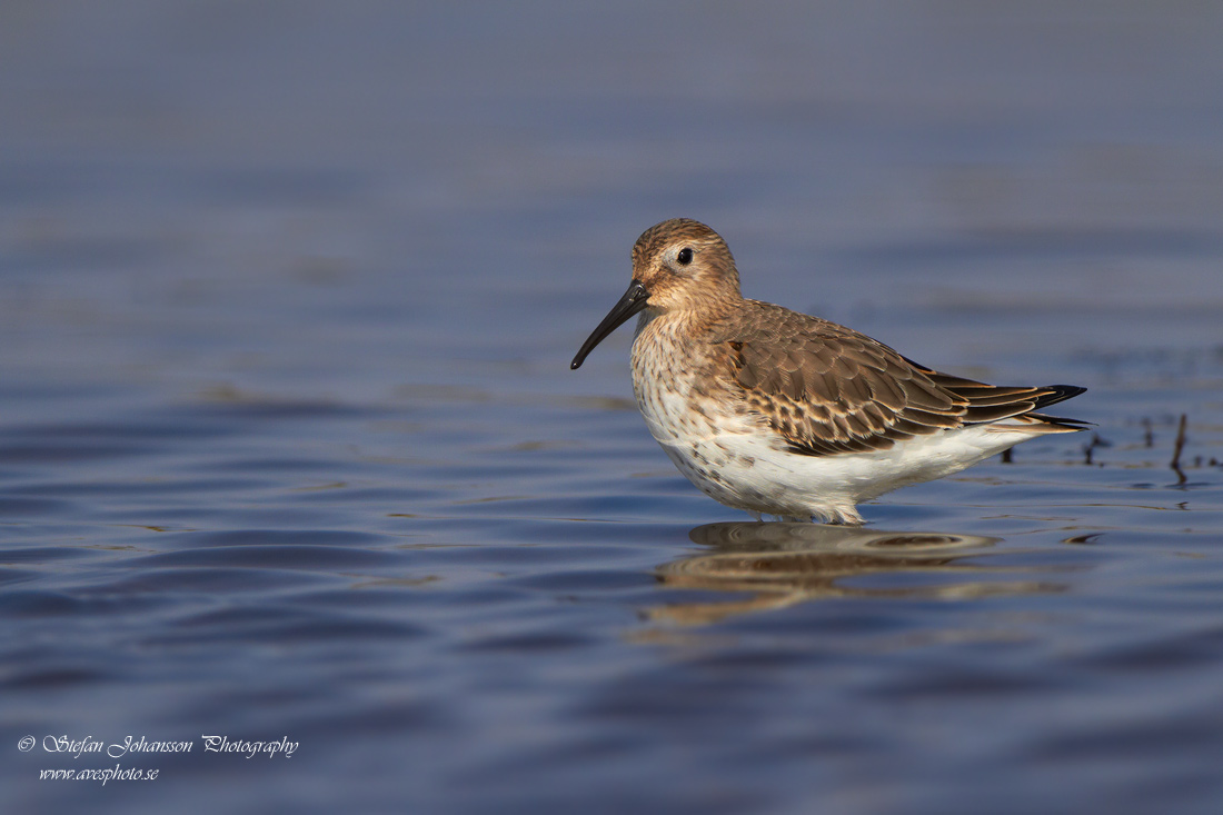 Krrsnppa / Dunlin Calidris alpina 