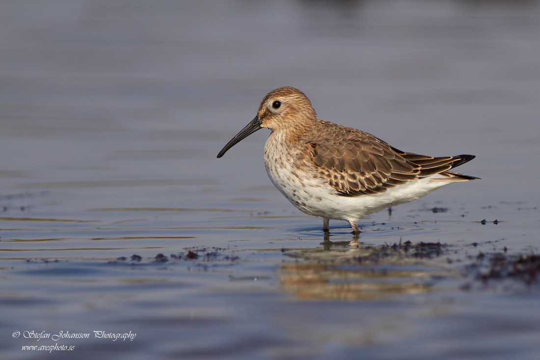 Krrsnppa / Dunlin Calidris alpina 