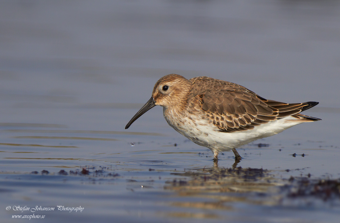 Krrsnppa / Dunlin Calidris alpina 