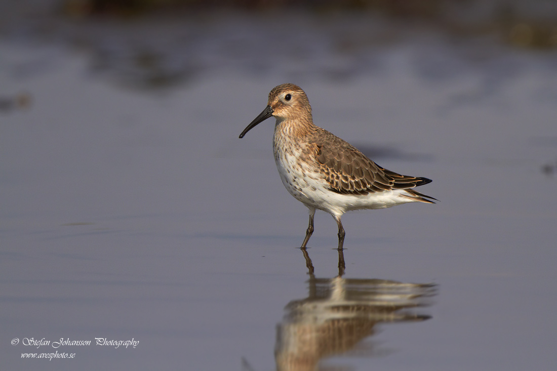 Krrsnppa / Dunlin Calidris alpina 