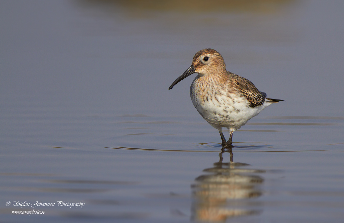 Krrsnppa / Dunlin Calidris alpina 