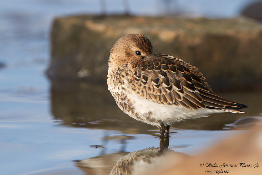 Krrsnppa / Dunlin Calidris alpina 