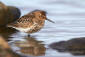 Krrsnppa / Dunlin Calidris alpina 