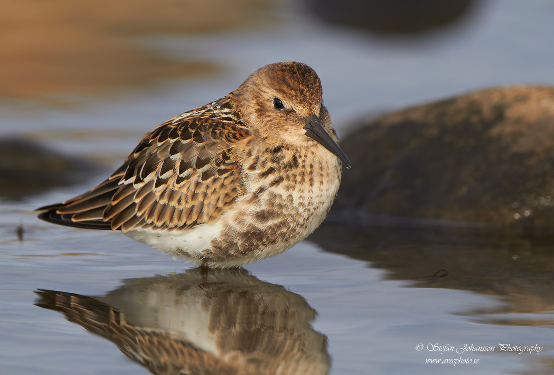 Krrsnppa / Dunlin Calidris alpina 