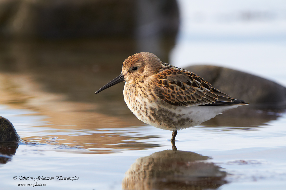 Krrsnppa / Dunlin Calidris alpina 