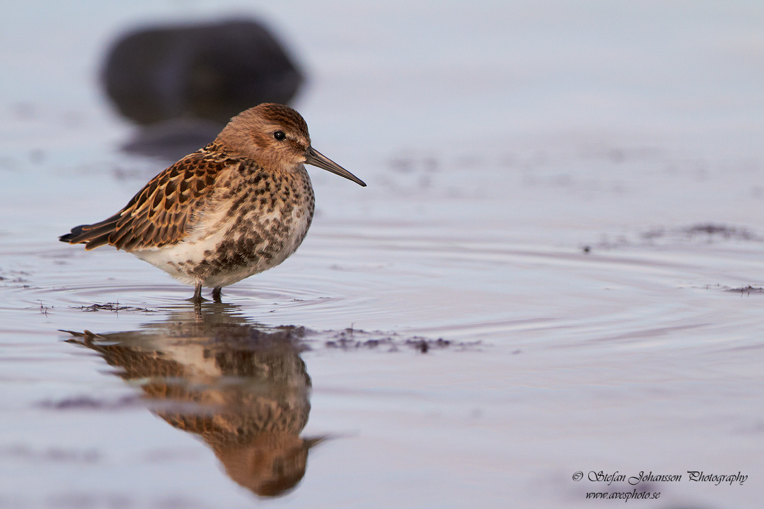 Calidris alpina 