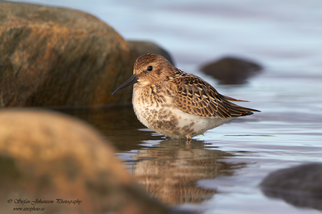 Calidris alpina 