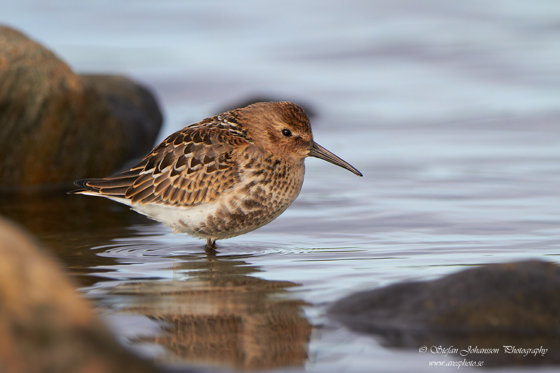 Calidris alpina 