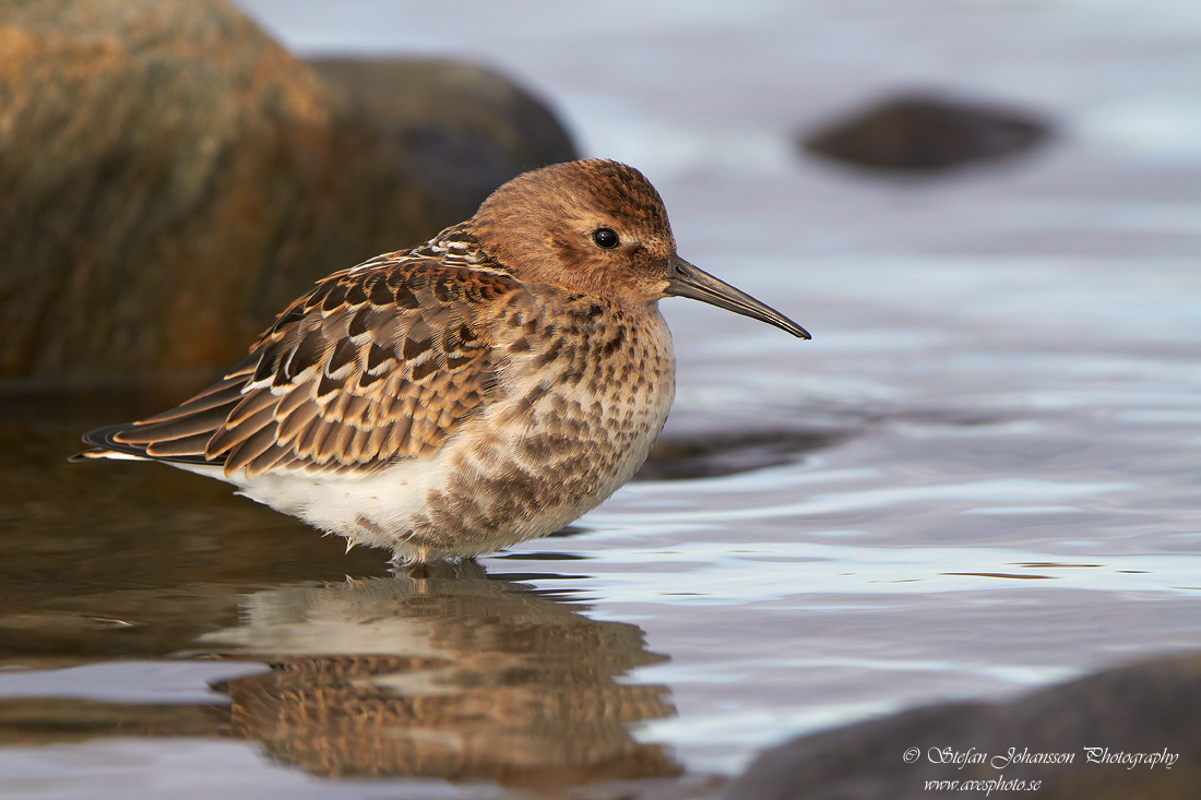 Calidris alpina 