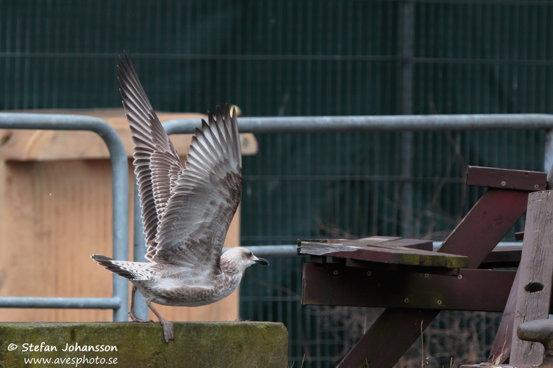 Kaspisk trut / Caspian Gull Larus cachinnans 