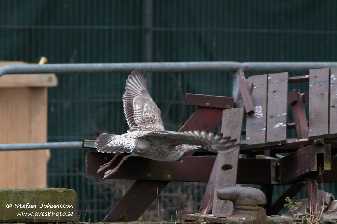 Kaspisk trut / Caspian Gull Larus cachinnans 