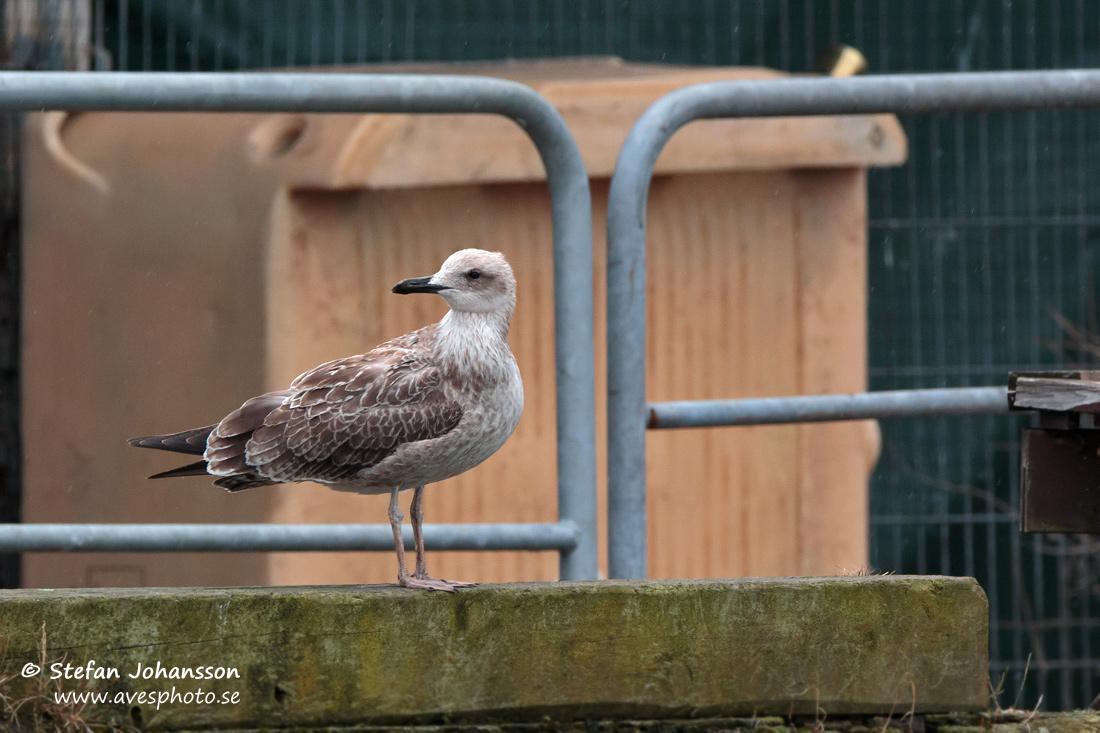 Kaspisk trut / Caspian Gull Larus cachinnans 