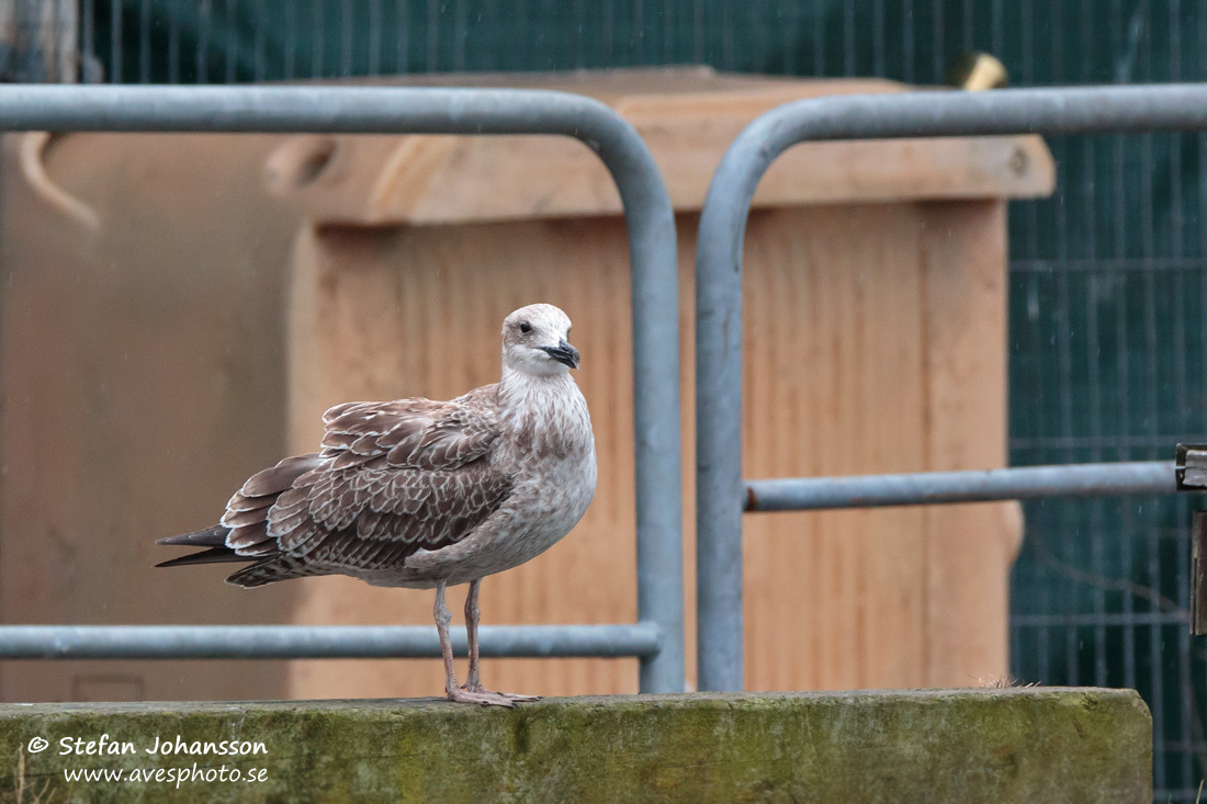 Kaspisk trut / Caspian Gull Larus cachinnans 