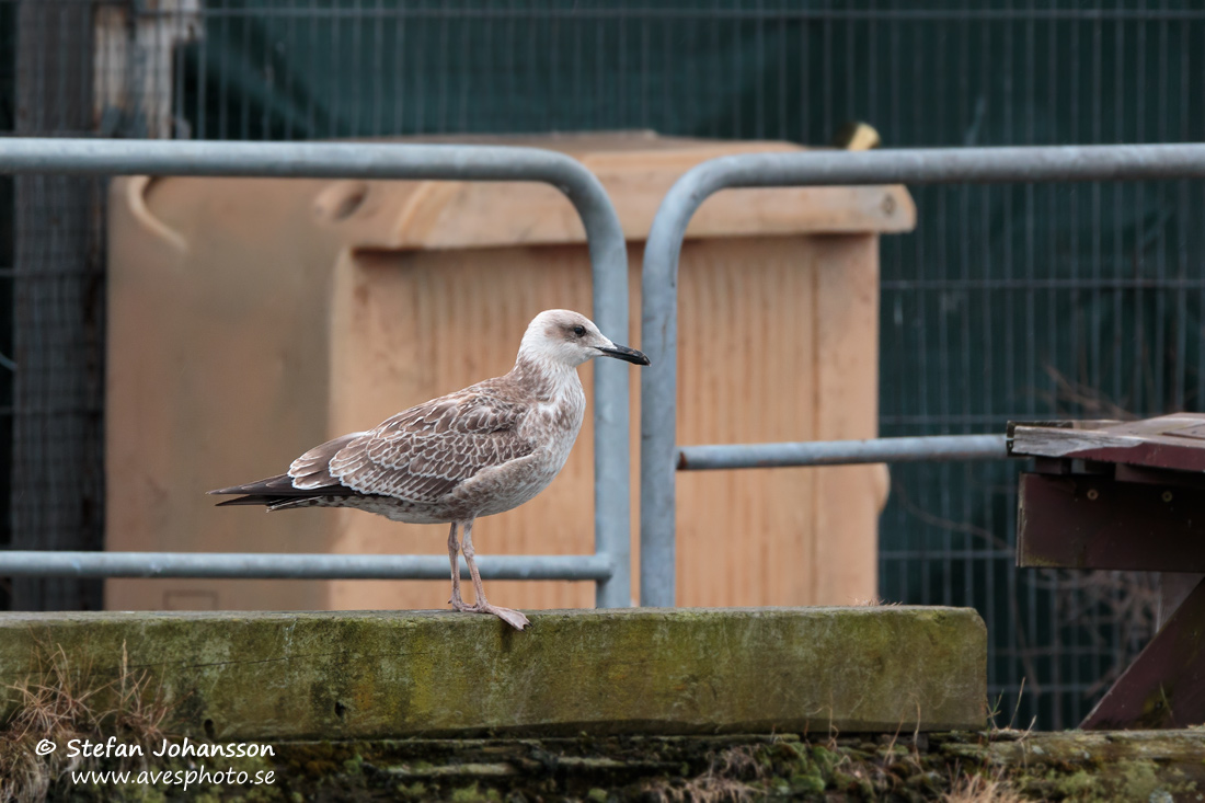 Kaspisk trut / Caspian Gull Larus cachinnans 