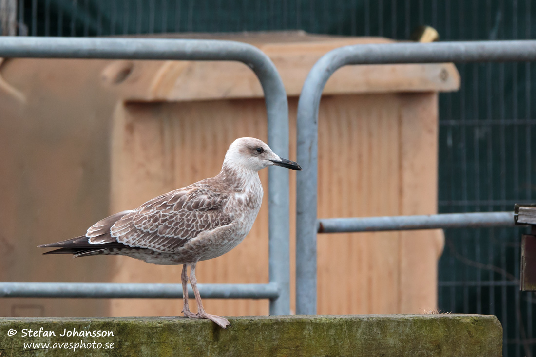 Kaspisk trut / Caspian Gull Larus cachinnans 