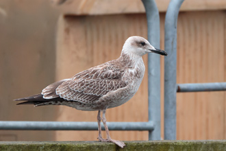 Larus cachinnans 