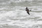 Klykstjrtad stormsvala / Leach's Petrel Oceanodroma leucorhoa