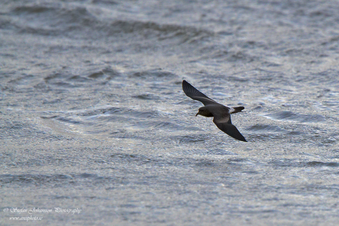 Klykstjrtad stormsvala / Leach's Petrel Oceanodroma leucorhoa 