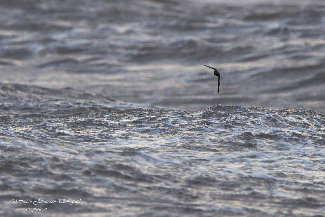 Klykstjrtad stormsvala / Leach's Petrel Oceanodroma leucorhoa Klykstjrtad stormsvala / Leach's Petrel Oceanodroma leucorhoa 