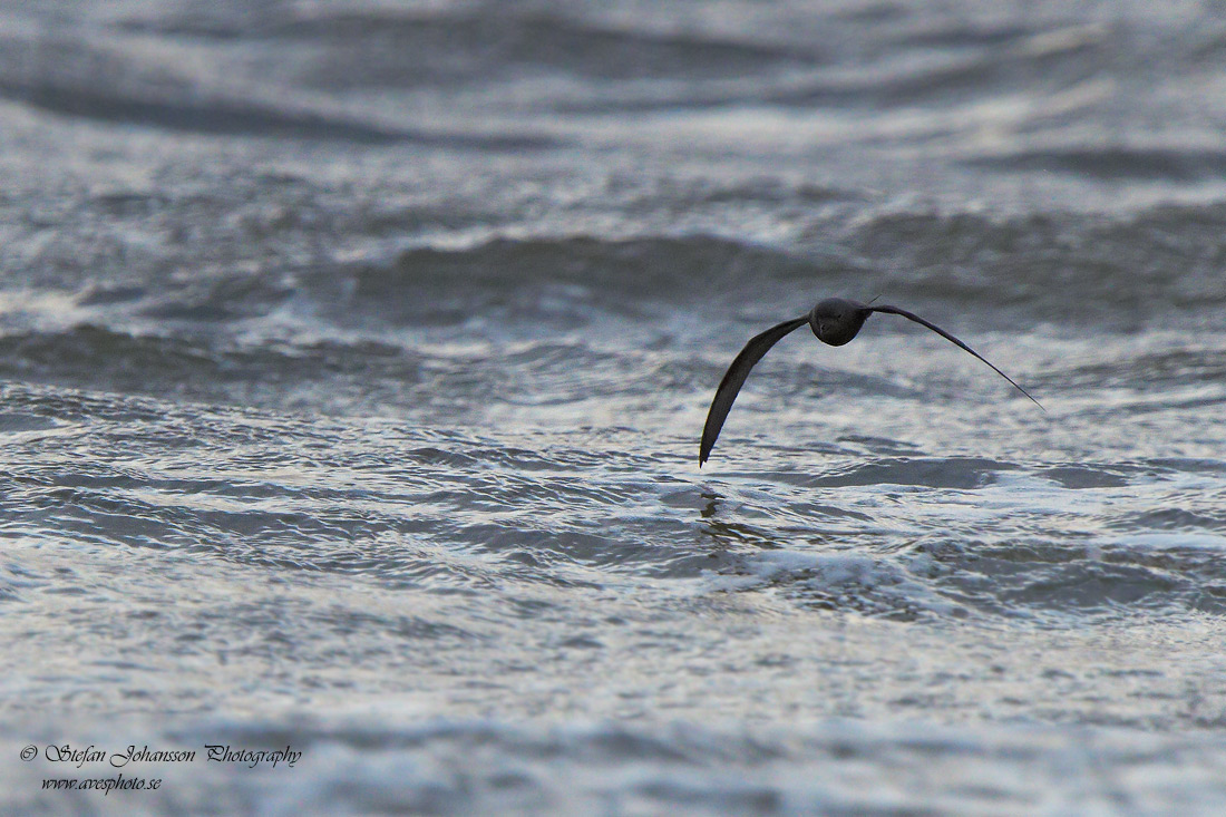 Klykstjrtad stormsvala / Leach's Petrel Oceanodroma leucorhoa 