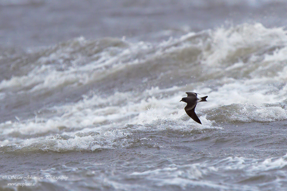 Klykstjrtad stormsvala / Leach's Petrel Oceanodroma leucorhoa 