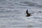 Klykstjrtad stormsvala / Leach's Petrel Oceanodroma leucorhoa 