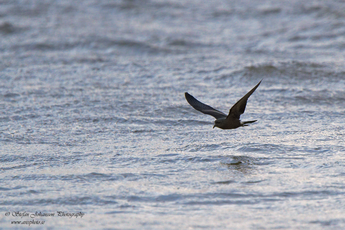 Klykstjrtad stormsvala / Leach's Petrel Oceanodroma leucorhoa 