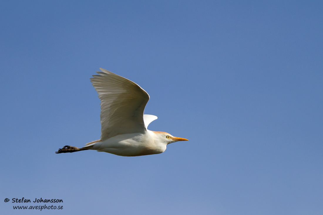 Kohger / Cattle Heron