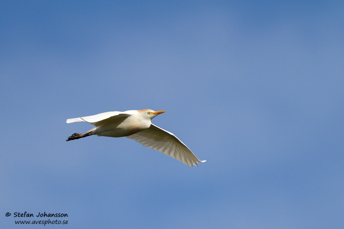 Kohger / Cattle Heron