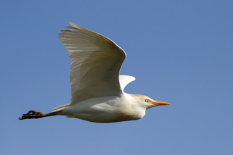 Kohäger / Cattle Heron