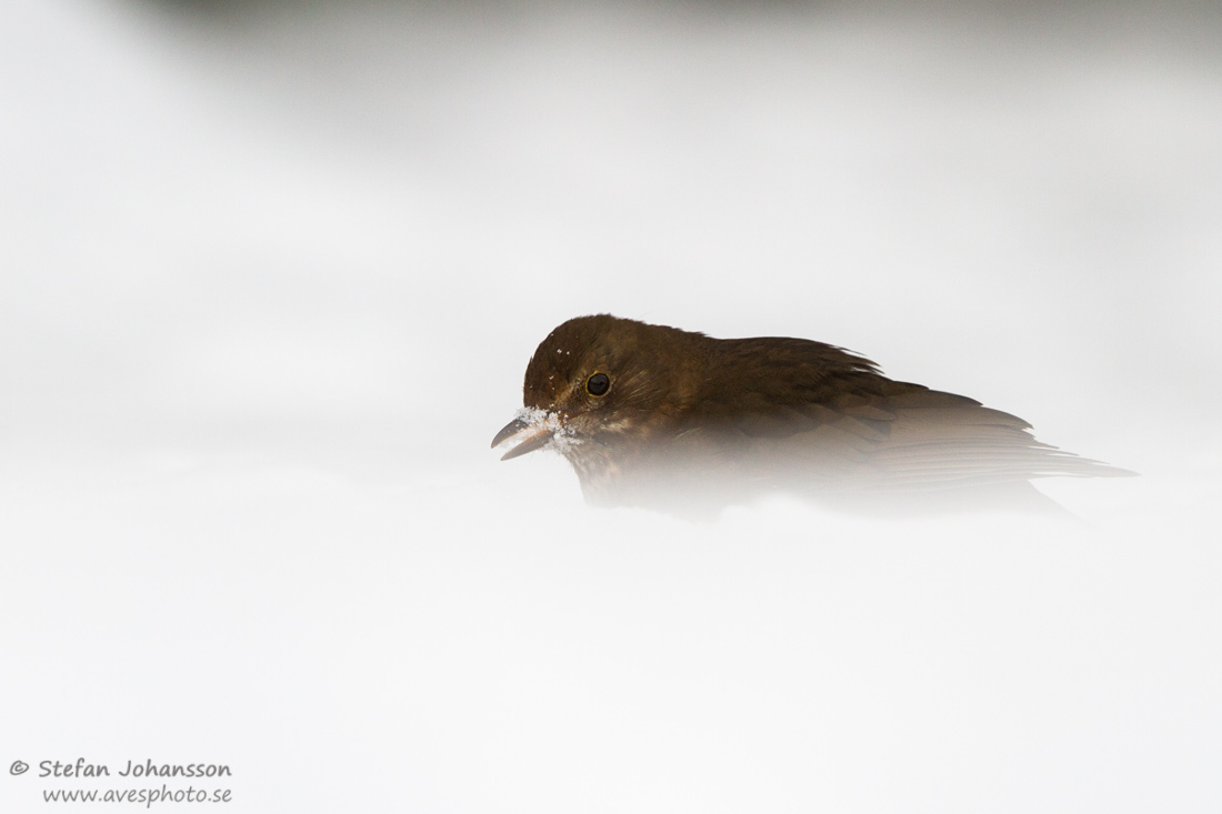 Koltrast / Common Blackbird Turdus merula ,