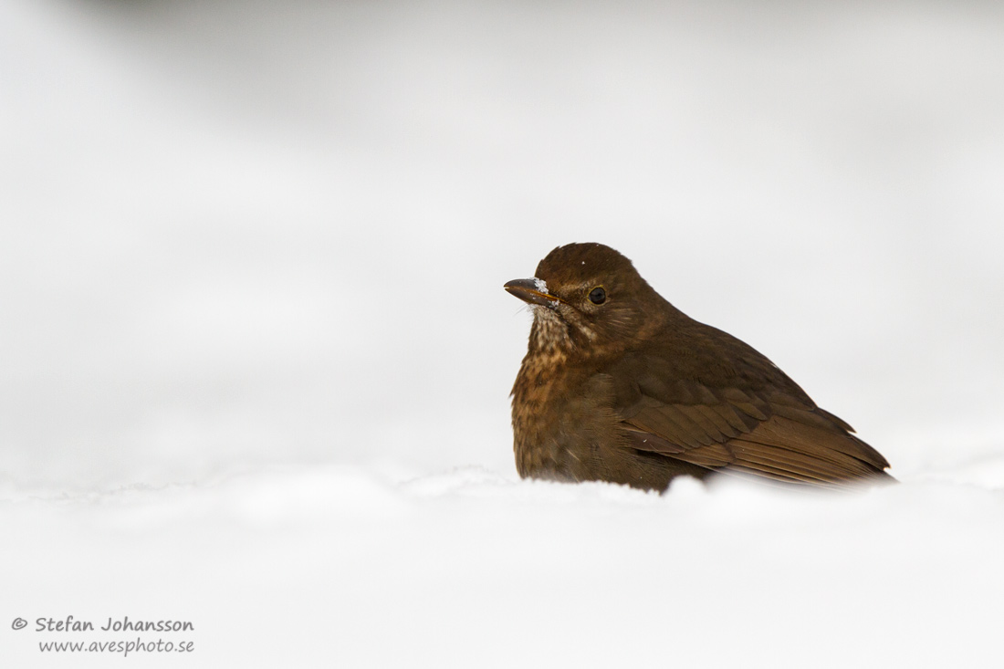 Koltrast / Common Blackbird Turdus merula ,