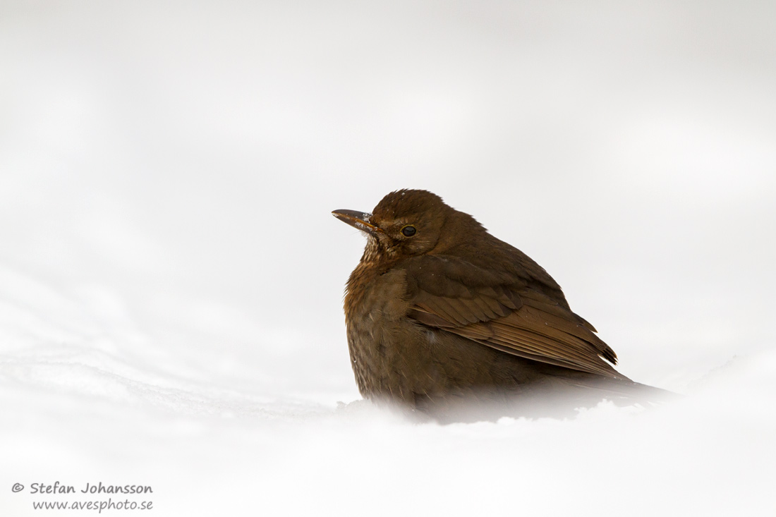 Koltrast / Common Blackbird Turdus merula ,