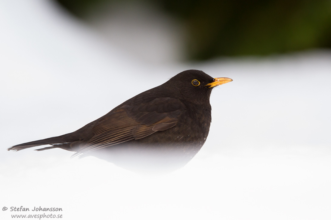 Koltrast / Common Blackbird Turdus merula ,