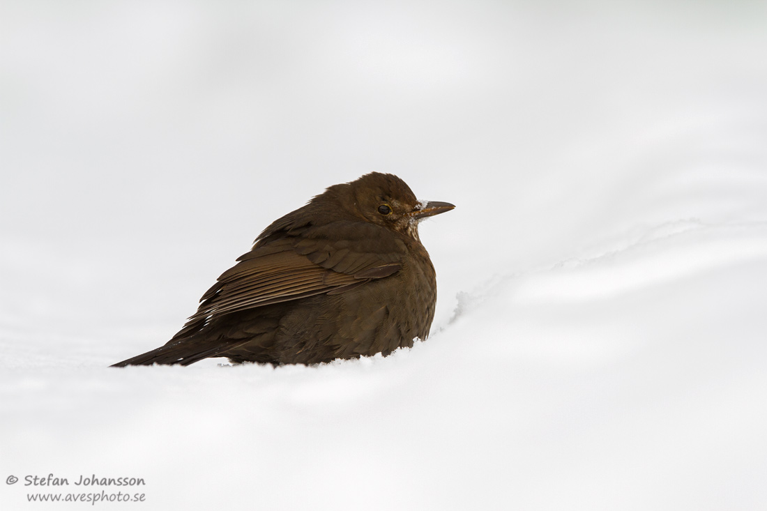 Koltrast / Common Blackbird Turdus merula ,