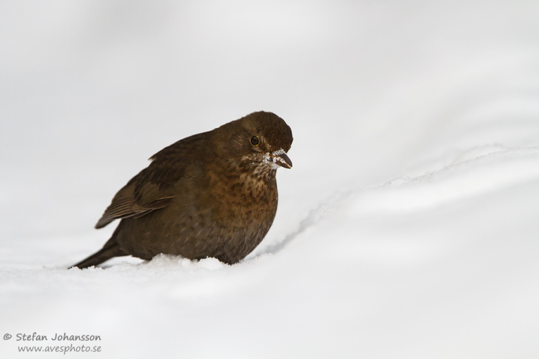 Koltrast / Common Blackbird Turdus merula ,