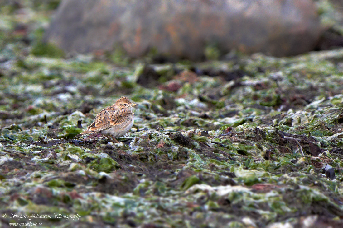 Korttlrka Greater Short-toed Lark Calandrella brachydactyla