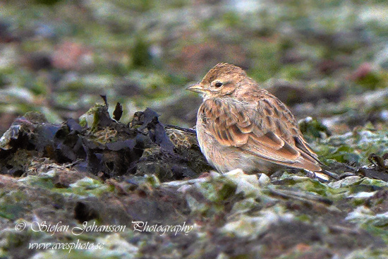 Korttlrka Greater Short-toed Lark Calandrella brachydactyla