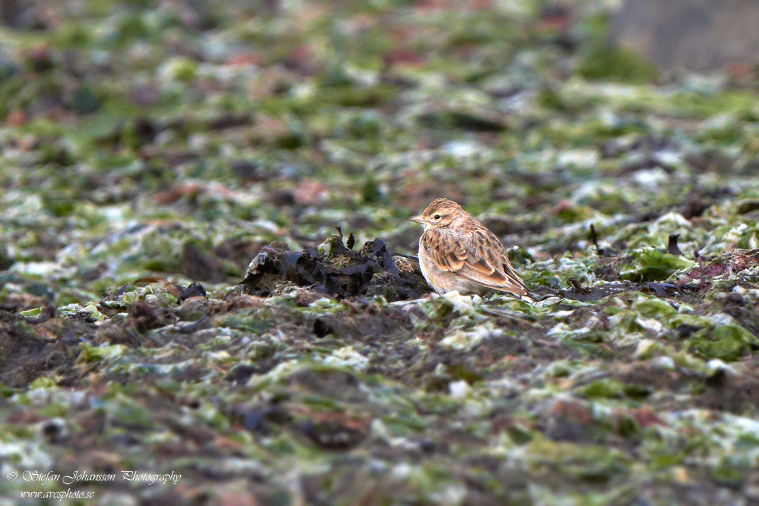 Korttlrka Greater Short-toed Lark Calandrella brachydactyla