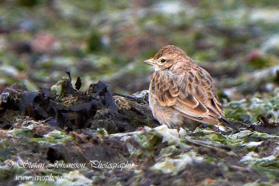 Korttlrka Greater Short-toed Lark Calandrella brachydactyla