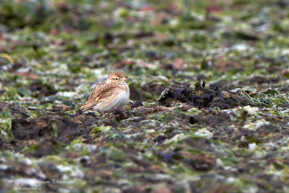 Korttlrka Greater Short-toed Lark Calandrella brachydactyla