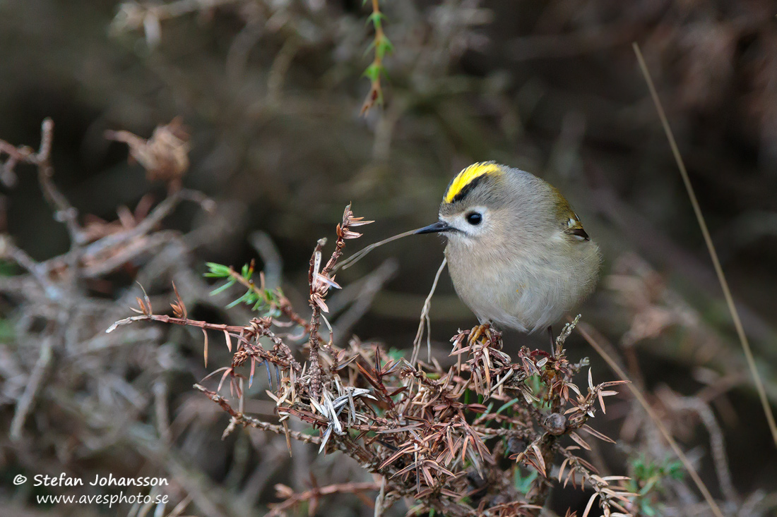 Kungsfgel / Goldcrest Regulus regulus 