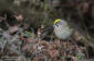 Kungsfgel / Goldcrest Regulus regulus 