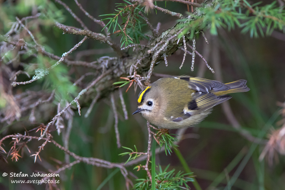 Kungsfgel / Goldcrest Regulus regulus 