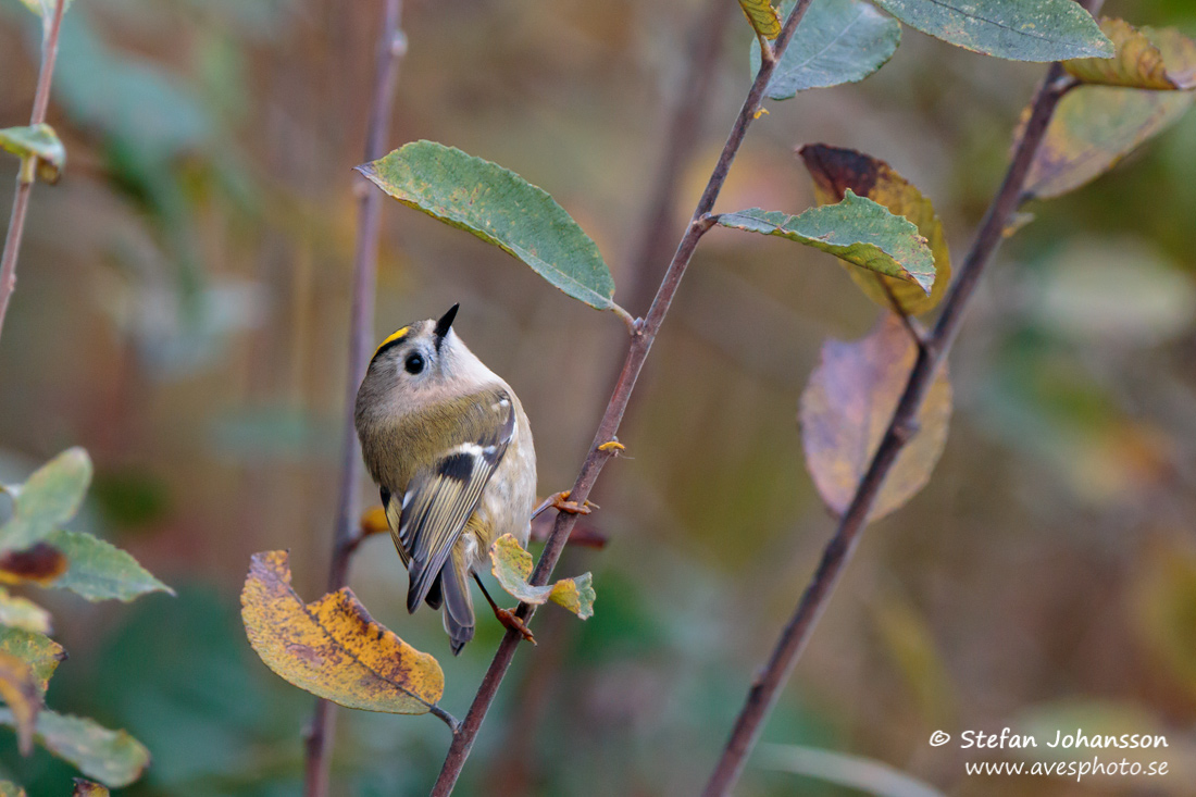 Kungsfgel / Goldcrest Regulus regulus 