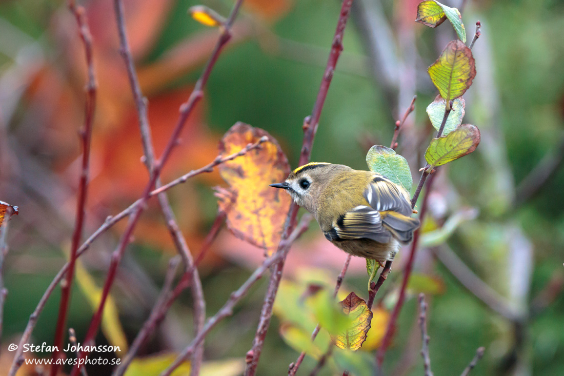 Kungsfgel / Goldcrest Regulus regulus 