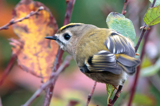 Kungsfågel / Goldcrest