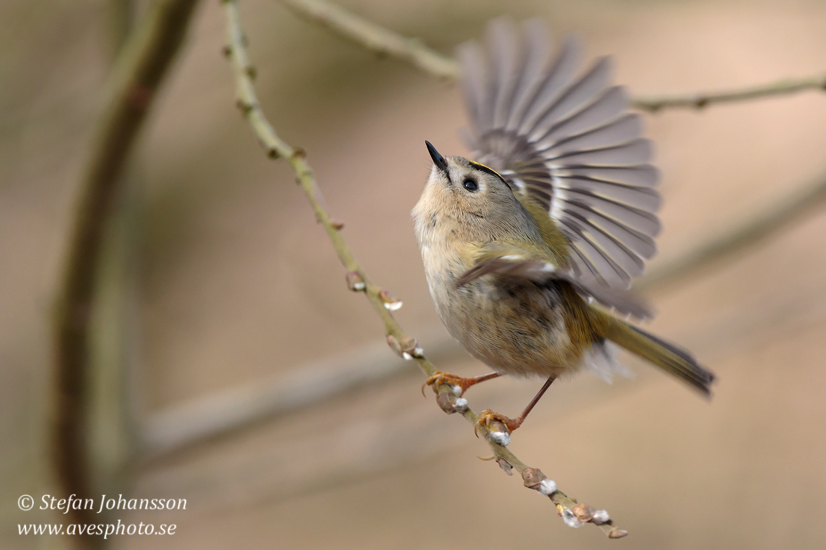 Kungsfgel / Goldcrest Regulus regulus 