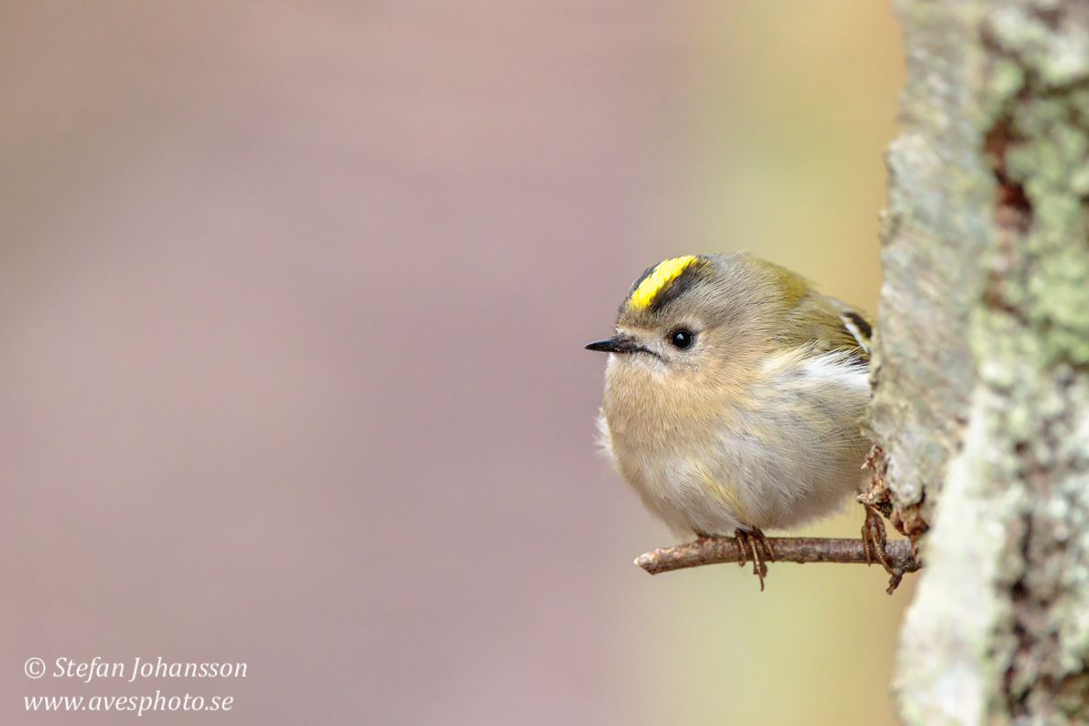 Kungsfgel / Goldcrest Regulus regulus 